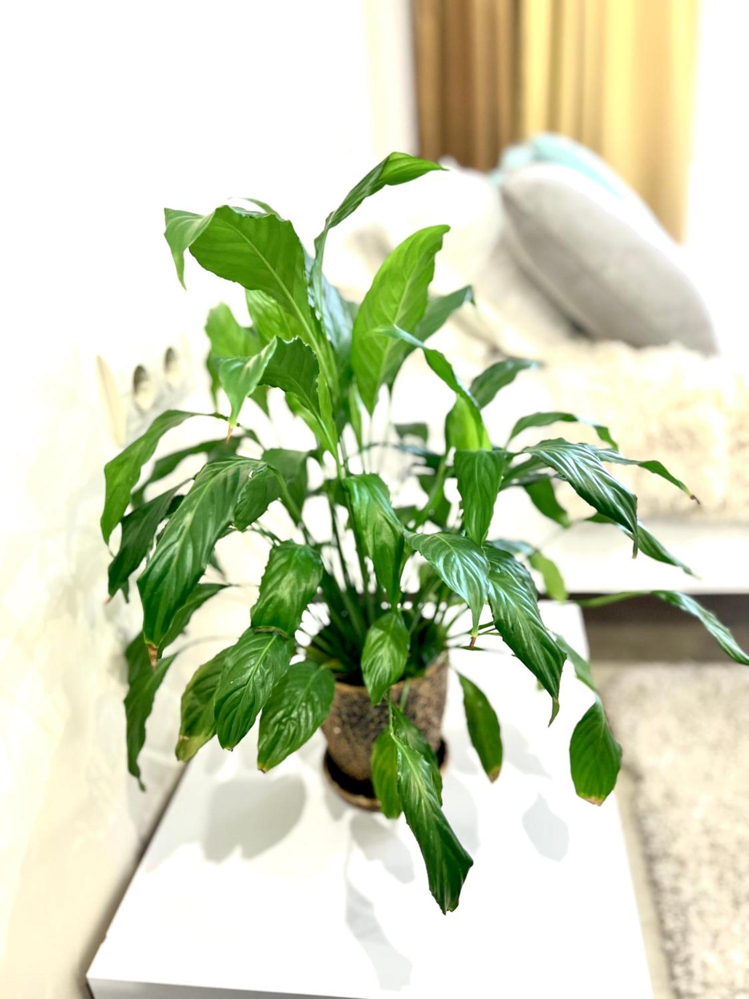 Osapart Ideal Apartment In The Complex Great Britain リヴィウ エクステリア 写真